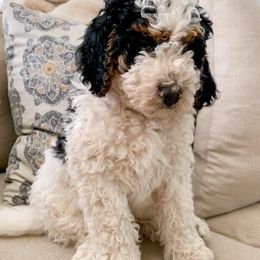 Bernedoodles and Goldendoodles from Chamber Doodles