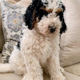 Bernedoodles and Goldendoodles from Chamber Doodles