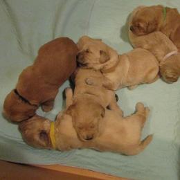 Collie and Golden Retriever Puppies from Clearvu Kennels