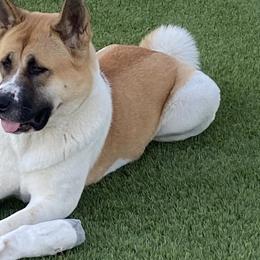 Nala - Akita