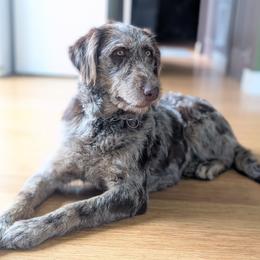Kita - Labradoodle