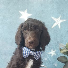 Poodle Puppies from Krystyana's Poodles