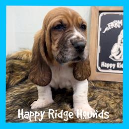 Cookie - Mahogany and white male Basset Hound puppy in Mebane, North Carolina from Happy Ridge Hounds