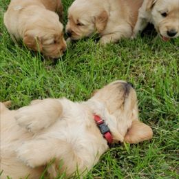 Golden Retriever Puppies from KM Golden Retrievers
