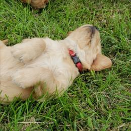 Golden Retriever Puppies from KM Golden Retrievers