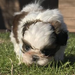 Shih Tzu Puppies from Willow Lane Shih Tzus