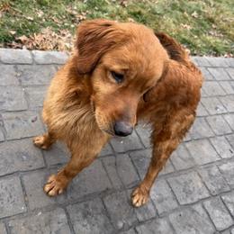 Pretzel - Golden female Golden Retriever puppy in Wind Gap, Pennsylvania from Supreme Goldens