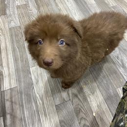 Blue collar - Liver male German Shepherd puppy in Pelham, North Carolina from P & P Shepherds