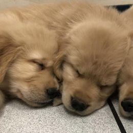 Dachshunds and Golden Retrievers from GingerRun Golden Retrievers