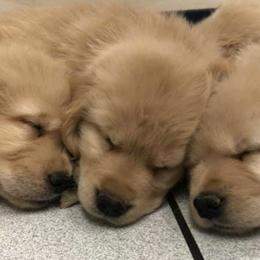 Dachshunds and Golden Retrievers from GingerRun Golden Retrievers