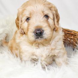 Australian Mountain Doodle, Bernedoodle, and Goldendoodle Puppies from Wynterwood Doodles