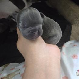 Jade - Blue female French Bulldog puppy in Avondale, Arizona from Montes House of  Frenchies
