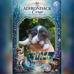 Melody - Blue female Pembroke Welsh Corgi puppy in Warrensburg, New York from The Adirondack Corgi