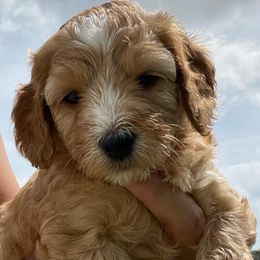 Girl 3 - Goldendoodle puppy in Oak Hill, Florida from Salty River Doodles