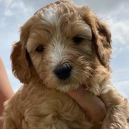 Girl 3 - Goldendoodle puppy in Oak Hill, Florida from Salty River Doodles