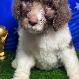 Switzerland - Parti female Labradoodle puppy in Kingston, Georgia from CC Familydoodles