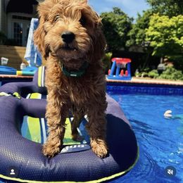 Cavapoo, Goldendoodle, Irish Doodle, and Poodle All Grown Up from New Moon Farm Canines