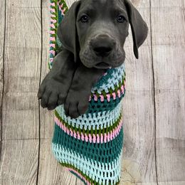 Great Dane Puppies from Lazuli Great Danes