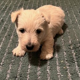 Green collar - Scottish Terrier puppy in Auberry, California from Judyz Scotties