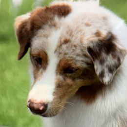 Failla - Australian Shepherd