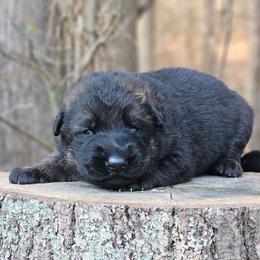 Grim - Sable male German Shepherd puppy in Louisburg, North Carolina from Raven Oak's Shepherds & Dachshunds