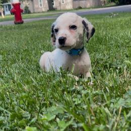 Light blue collar boy - White and black male Dalmatian puppy in Toledo, Ohio from Exquisite Dalmatians & Standard Poodles