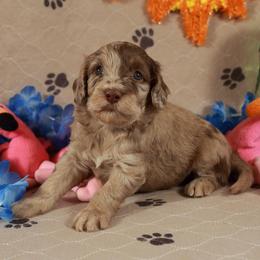 Phantom - Brown merle male Aussiedoodle puppy in Colonial Beach, Virginia from Bristol Mine Kennels