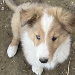 Collie Puppies from KLW Farm & Kennels