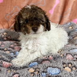 Ziggy - Parti male Poodle puppy in Pounding  Mill, Virginia from Rosa's Chihuahuas