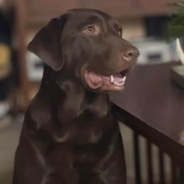 Esther - Labrador Retriever