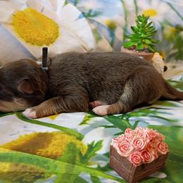Dewey (Blue collar) - Red tri-color male Australian Shepherd puppy in Okeechobee, Florida from Rothsolid Puppies