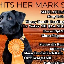 Oakley - Labrador Retriever