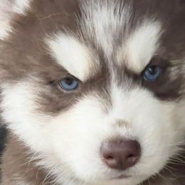 Alaskan Huskies from Jones Alaskan Huskies