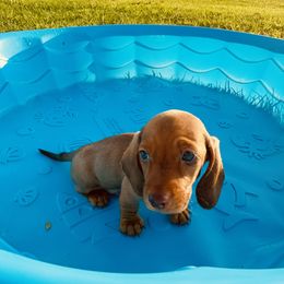 Dachshund Puppies from Mini Doxies of the South