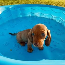 Dachshund Puppies from Mini Doxies of the South