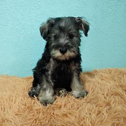 Skadi - Black and silver female Miniature Schnauzer puppy in Neosho, Missouri from Star Light Pups