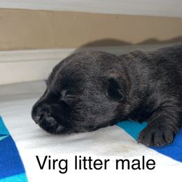 Scottish Terrier Puppies from Oodles of Cuties!