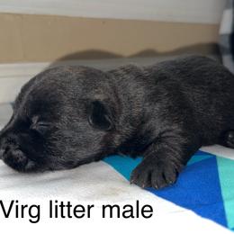 Scottish Terrier Puppies from Oodles of Cuties!