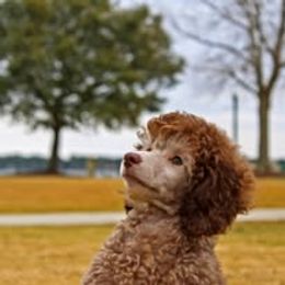 Poodle and Scottish Terrier Puppies from Conundrums Kennels