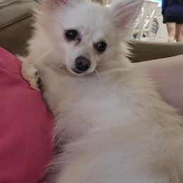 Pomeranians from Marsha's Pomeranians