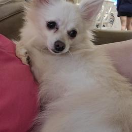 Pomeranians from Marsha's Pomeranians