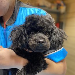 Lindy - Poodle