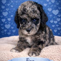 Finn - Merle male Goldendoodle puppy in Petersburg, West Virginia from Wv Diva Doodles