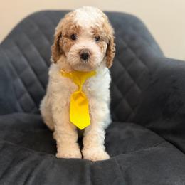Spain - Parti male Poodle puppy in New Britain, Connecticut from Poodles of New England