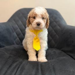 Spain - Parti male Poodle puppy in New Britain, Connecticut from Poodles of New England