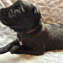 Rougaroo - Black brindle male Dutch Shepherd puppy in Saint Amant, Louisiana from Mercy Kennels
