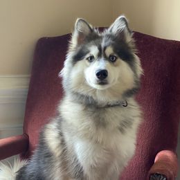 Thor - Pomsky