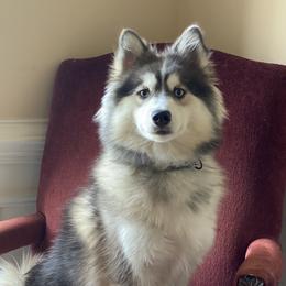 Thor - Pomsky