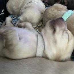 Dachshund Puppies from Dave’s Dachshunds