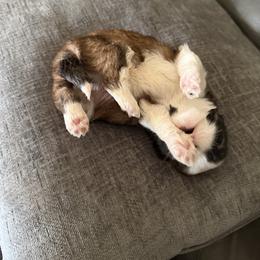 Shih Tzu Puppies from Niepoetter Shih Tzus